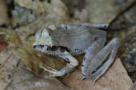 Image de Aglyptodactylus chorus Köhler, Glaw, Pabijan & Vences 2015