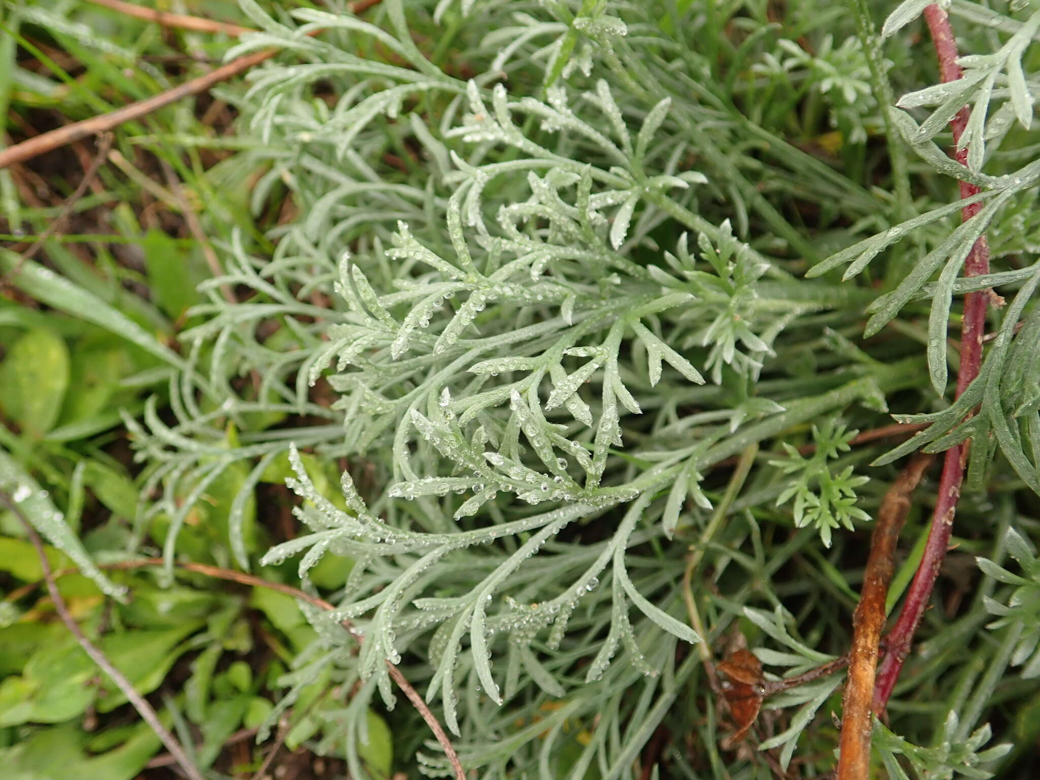 Слика од Artemisia austriaca Jacq.