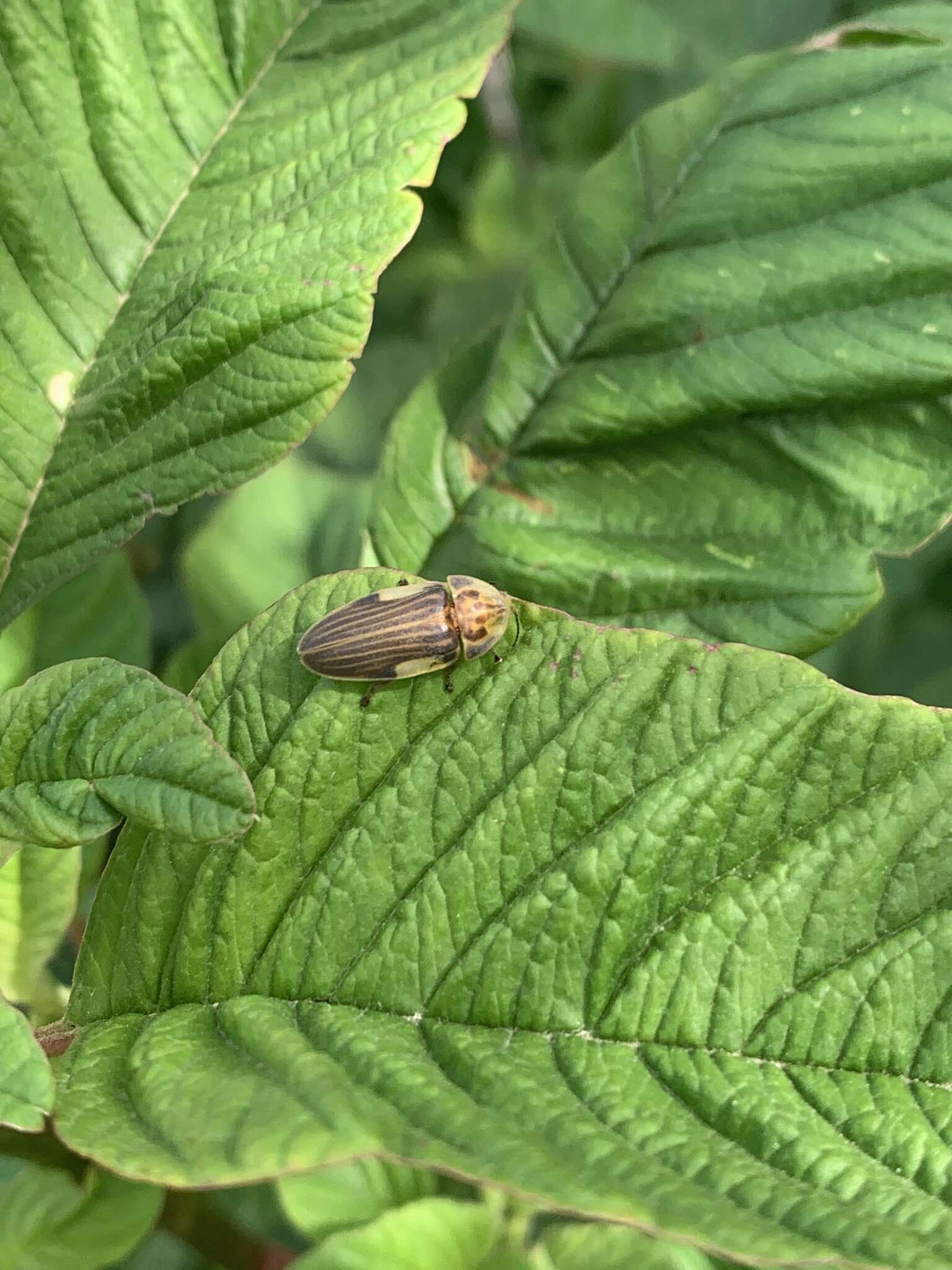 Image of Aspisoma ignitum (Linnaeus 1767)