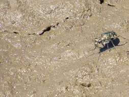 Plancia ëd Cicindela (Cicindelidia) trifasciata sigmoidea Le Conte 1851