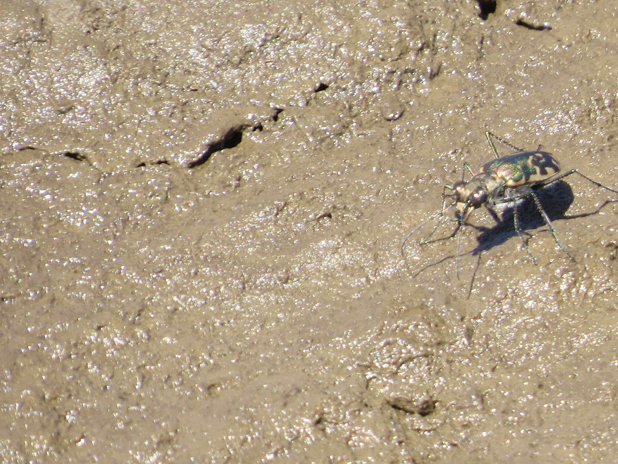 Plancia ëd Cicindela (Cicindelidia) trifasciata sigmoidea Le Conte 1851