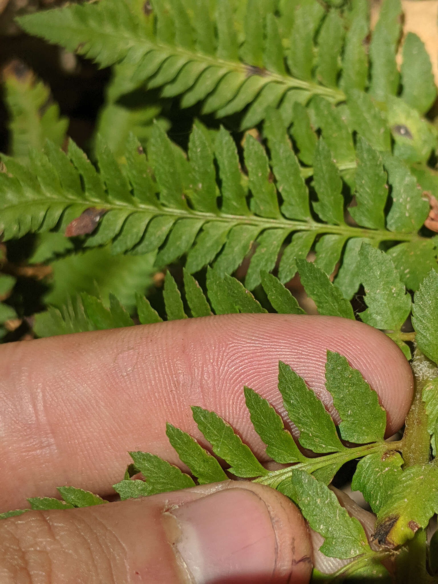 Plancia ëd Polystichum californicum (D. C. Eat.) Diels