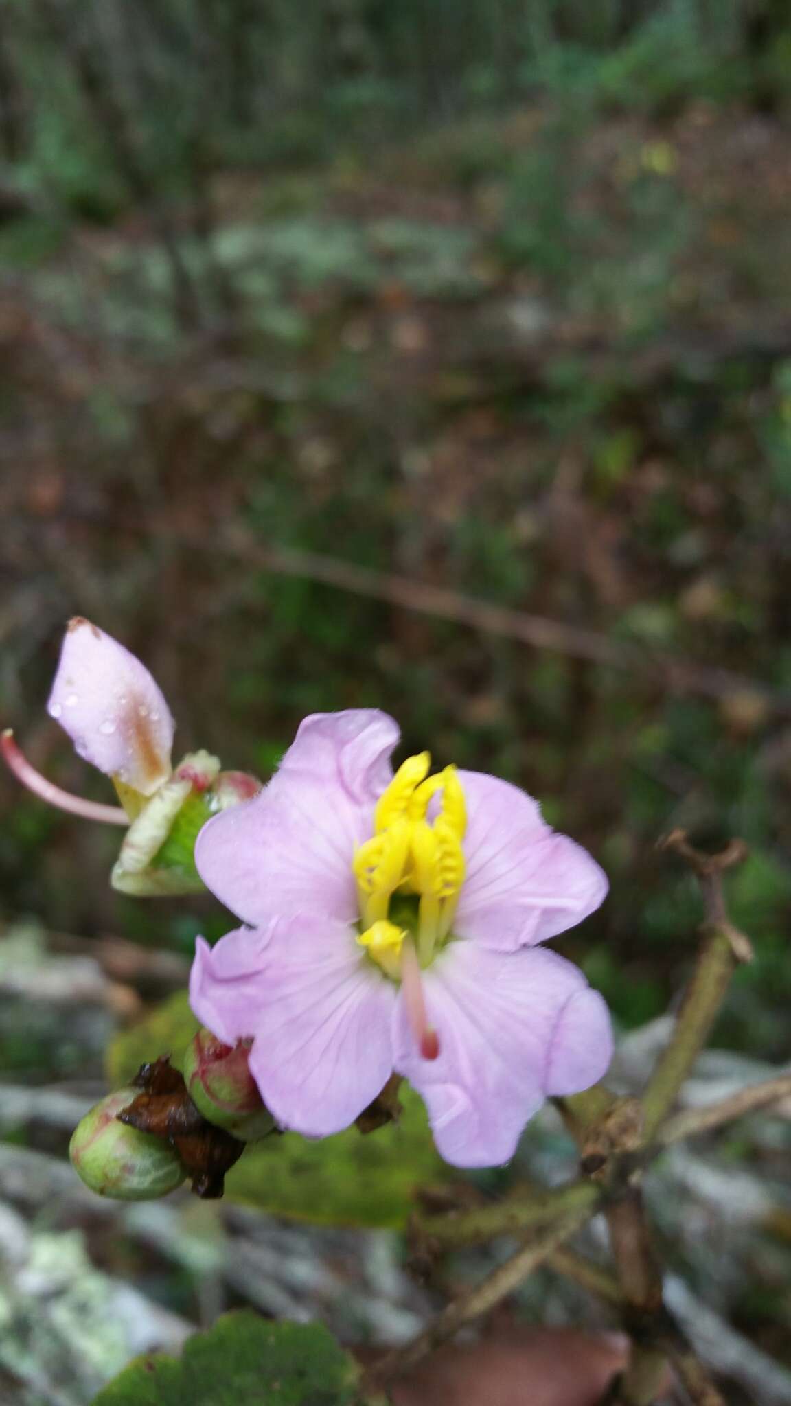 Image of Dionycha bojerii Naud.