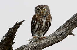 Image of Pearl-spotted Owlet