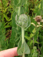 Image of ashy sunflower