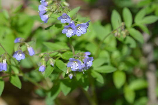 Image of Greek valerian