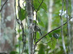 Image of White-bellied Tody-Tyrant
