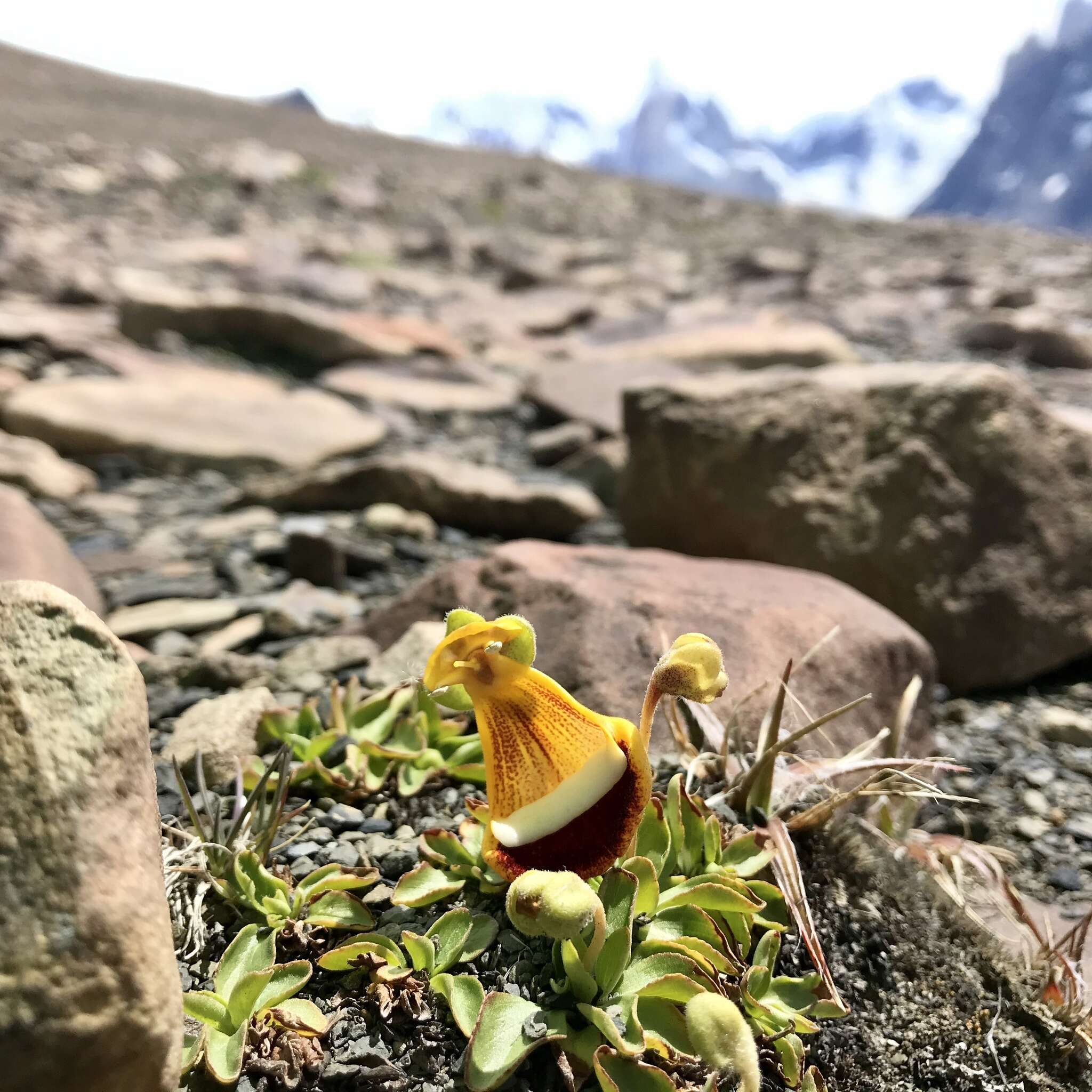 Image of Calceolaria uniflora Lam.