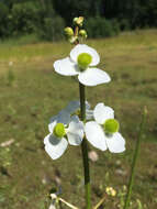 Sagittaria latifolia Willd. resmi