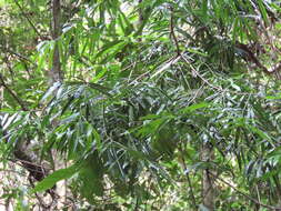 Image of Sundacarpus