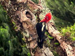 Image of Robust Woodpecker