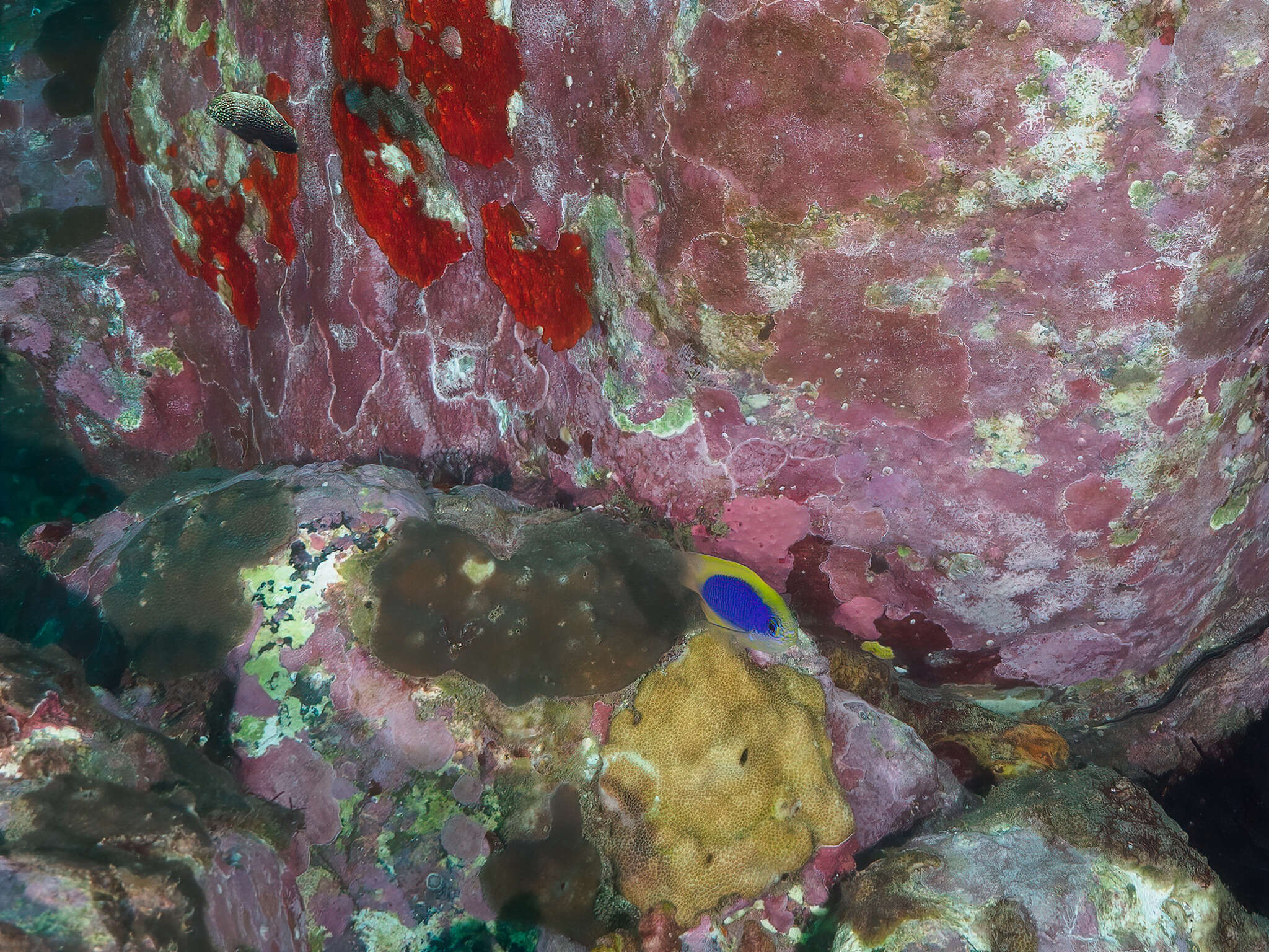 Image of Black leopard wrasse