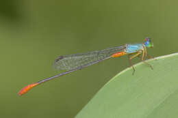 Image of bi-coloured damsel