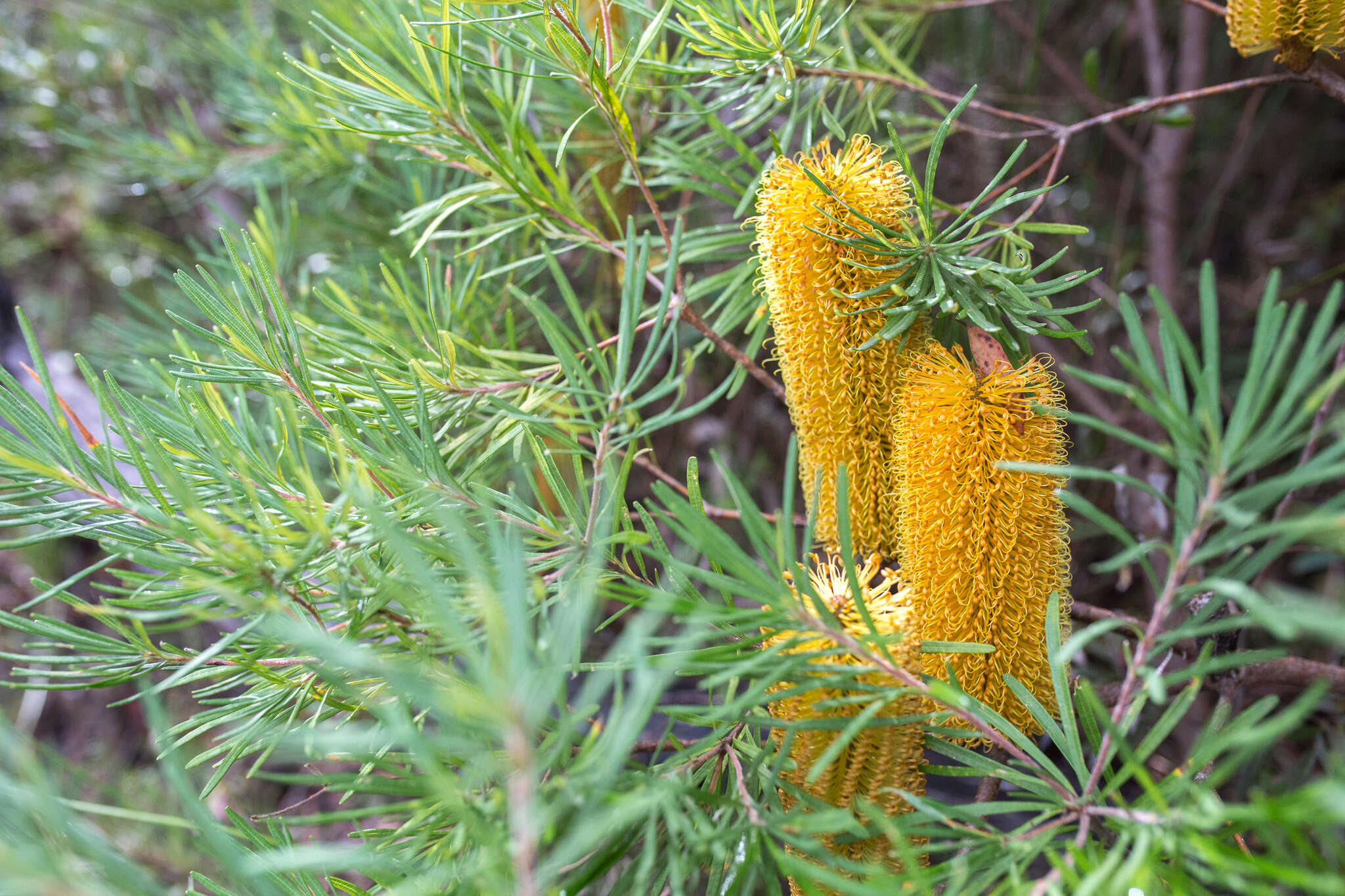 Image of Banksia neoanglica (A. S. George) Stimpson & J. J. Bruhl