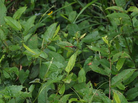 Image of Sympetrum nantouensis Tang, Yeh & Chen 2013