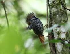 Image of Rufous-tailed Antbird