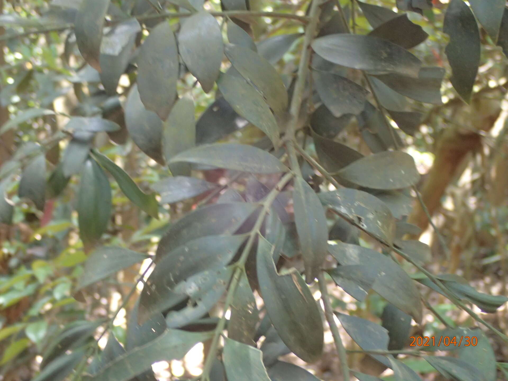 Image of Asian bayberry