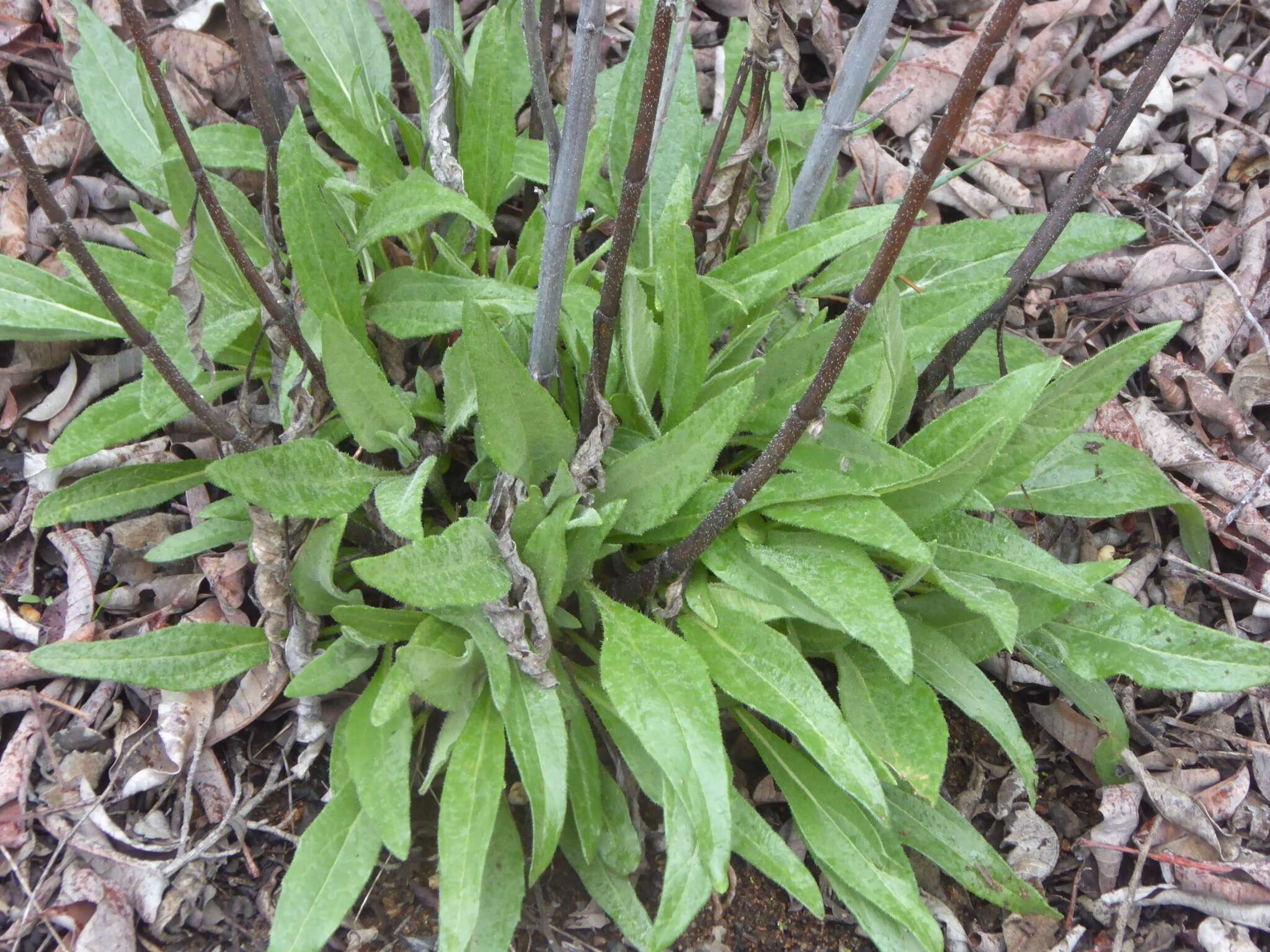 Image of slender sunflower