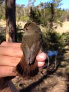 Image of Tasmanian Thornbill