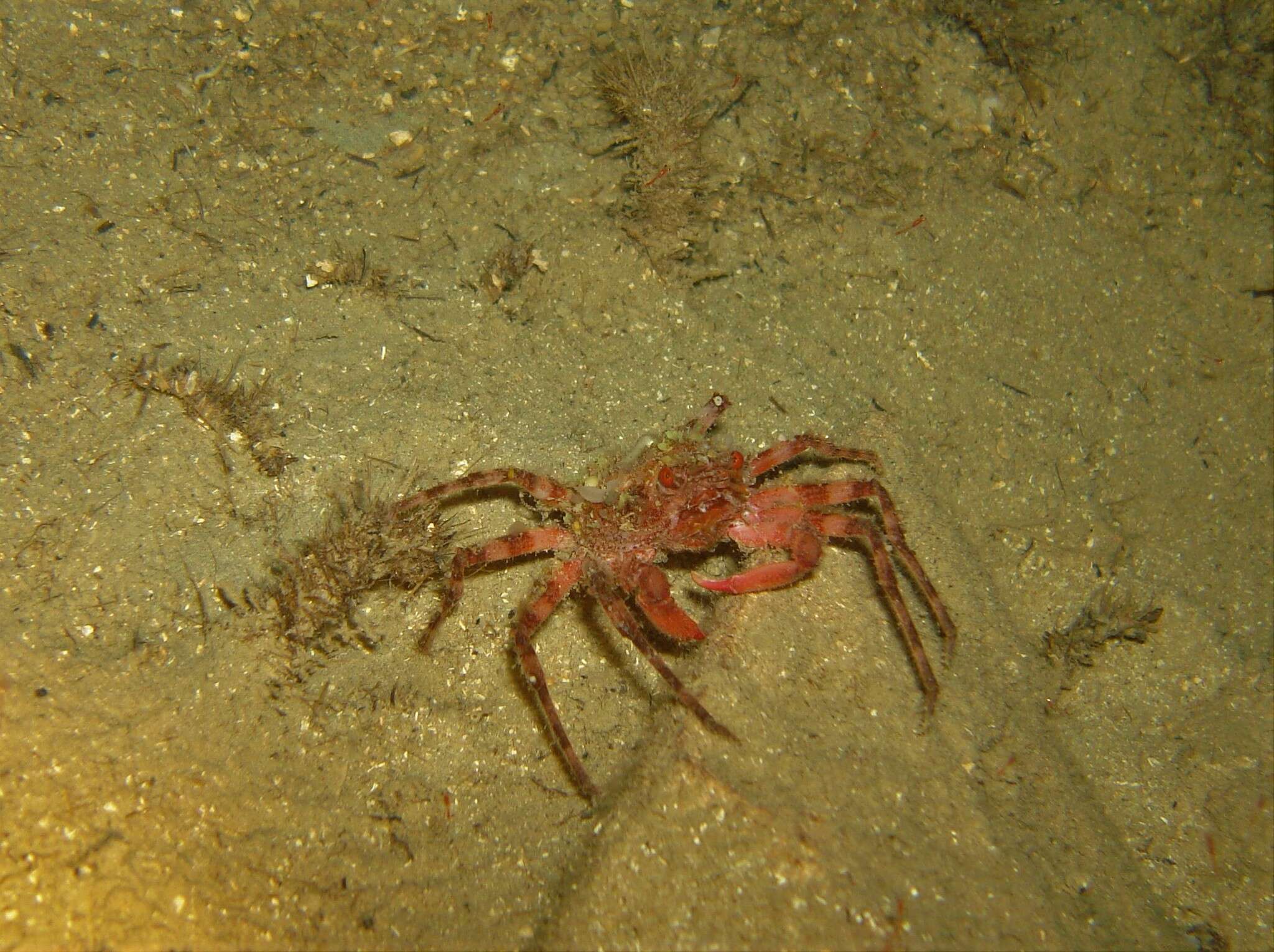 Image of rugose spider crab