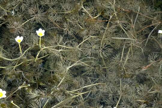 Ranunculus longirostris Godr.的圖片