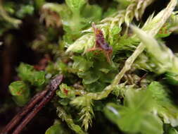 Image of Barbilophozia hatcheri (A. Evans) Loeske