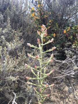 Image of pink cudweed