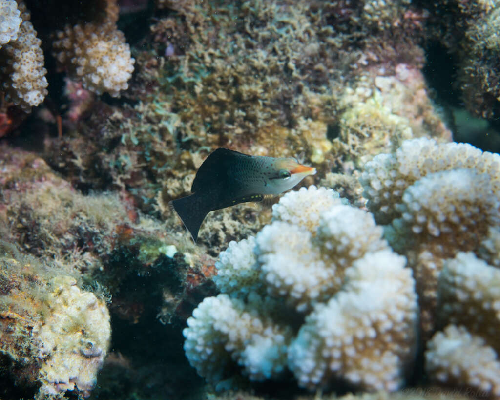 Image of Bird wrasse