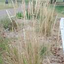 Image of feather reed grass