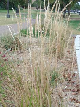 Image of feather reed grass