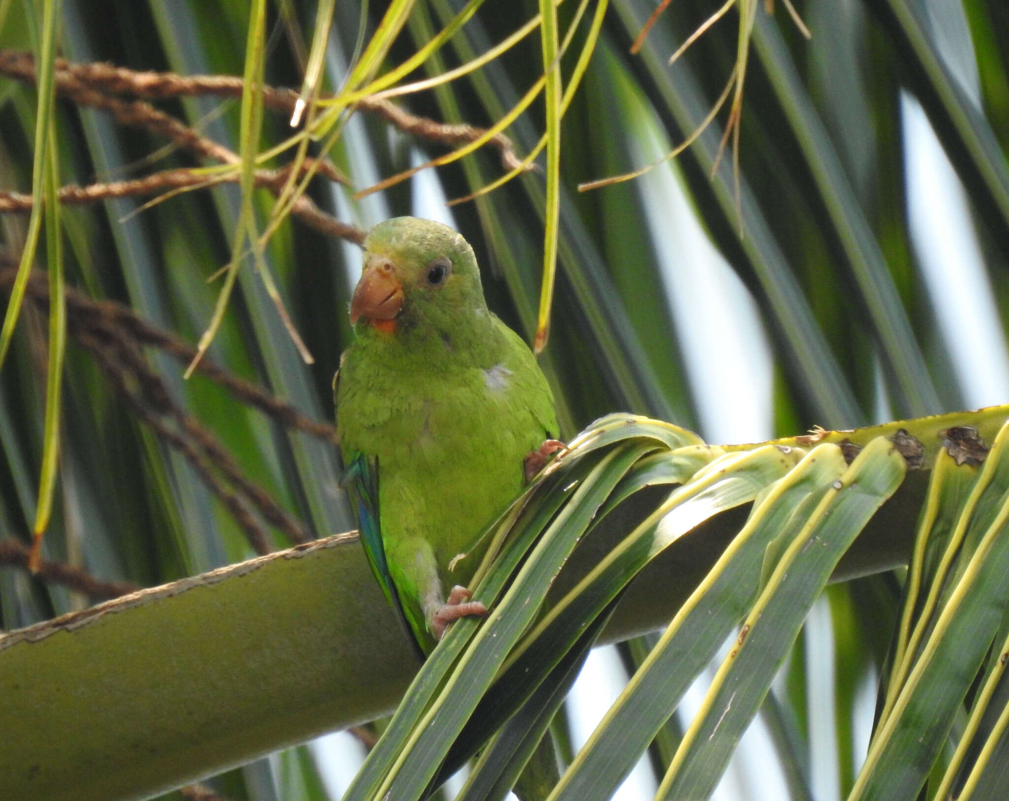 Image of Cobalt-winged Parakeet