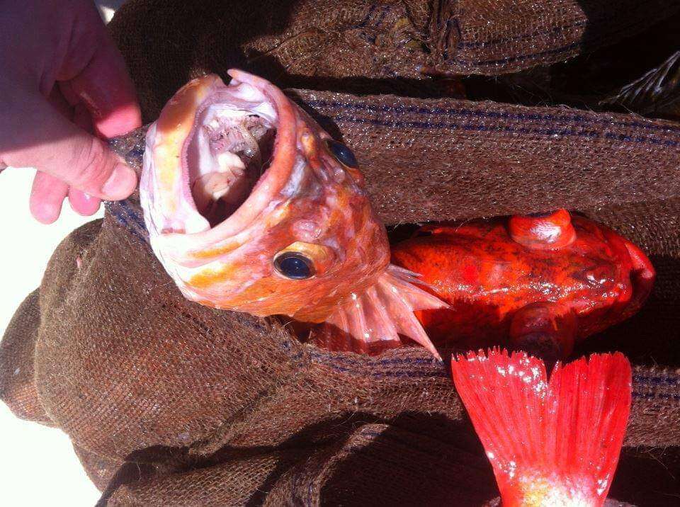 Image of Copper rockfish