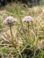 Image of marsh valerian