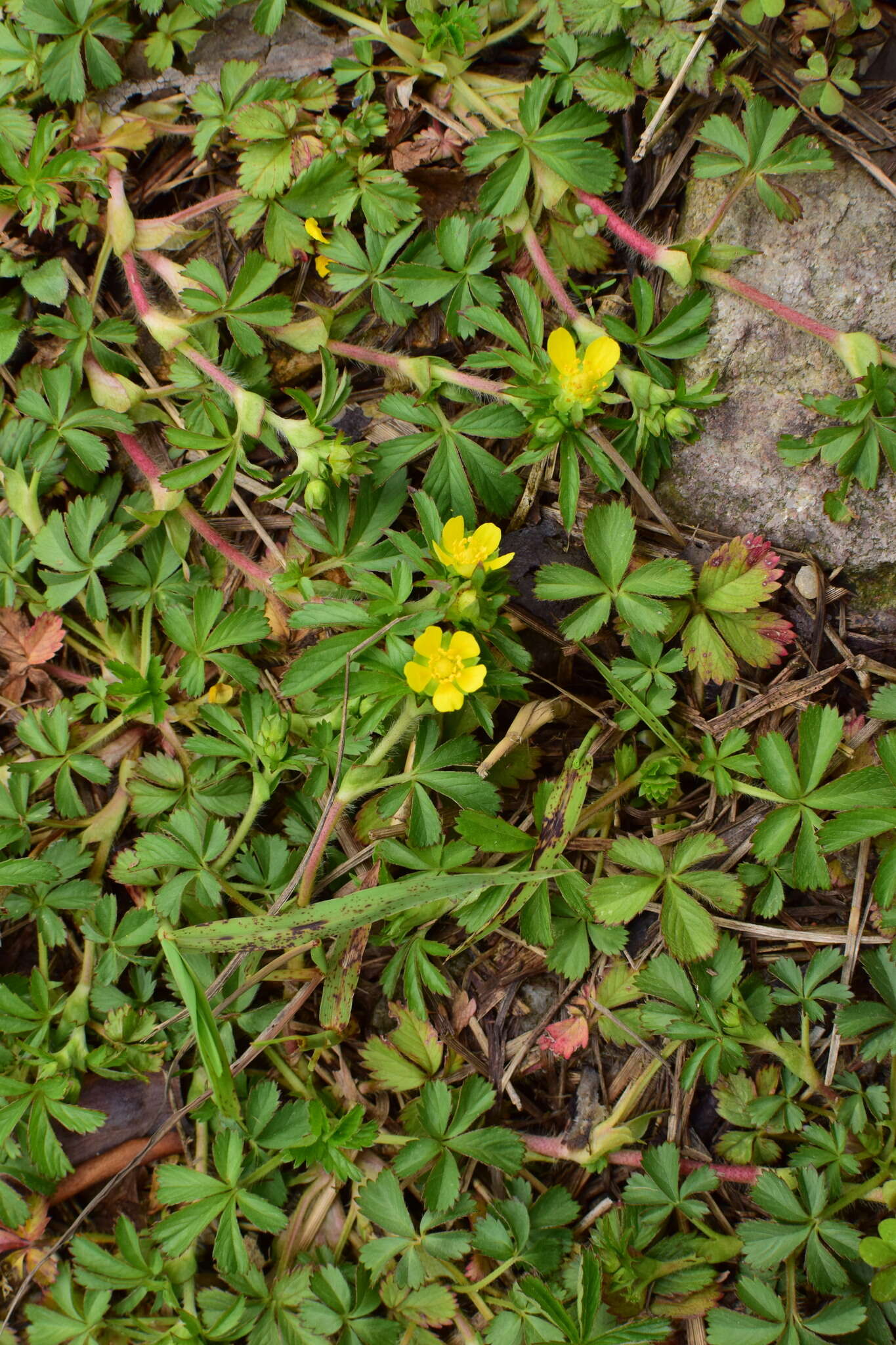 Image of Potentilla sundaica (Bl.) Kuntze