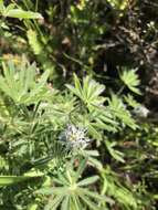 Image of Guadalupe Island lupine