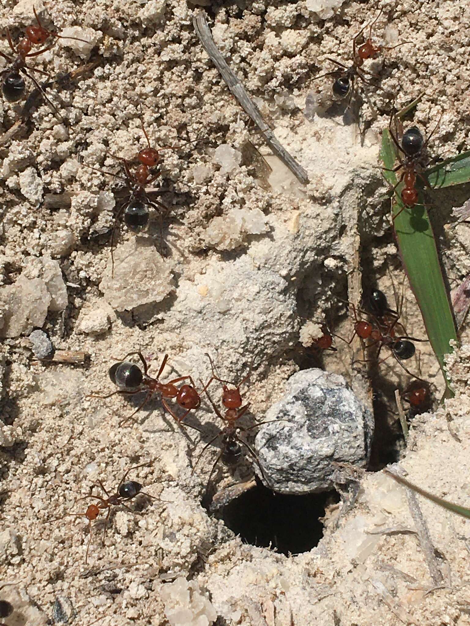 Image of Myrmecocystus placodops Forel 1908