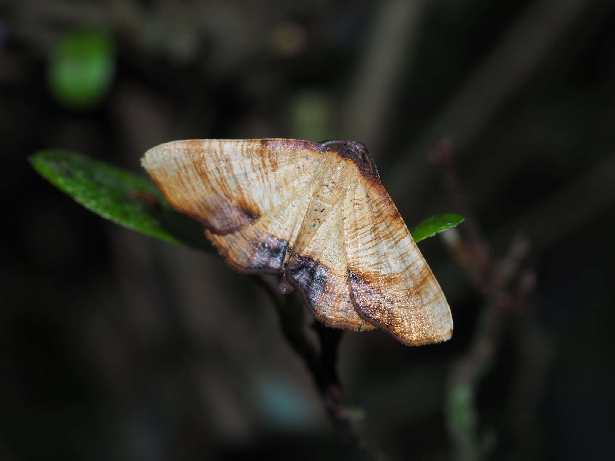 Image of scorched wing