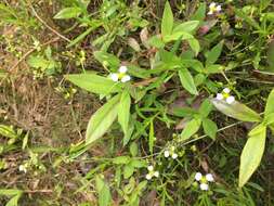 Image of Dwarf Burhead Pygmy Swordplant