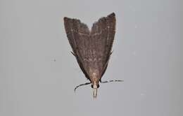 صورة Diplopseustis perieresalis Walker 1859