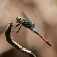 Слика од Agrionoptera sexlineata Selys 1879