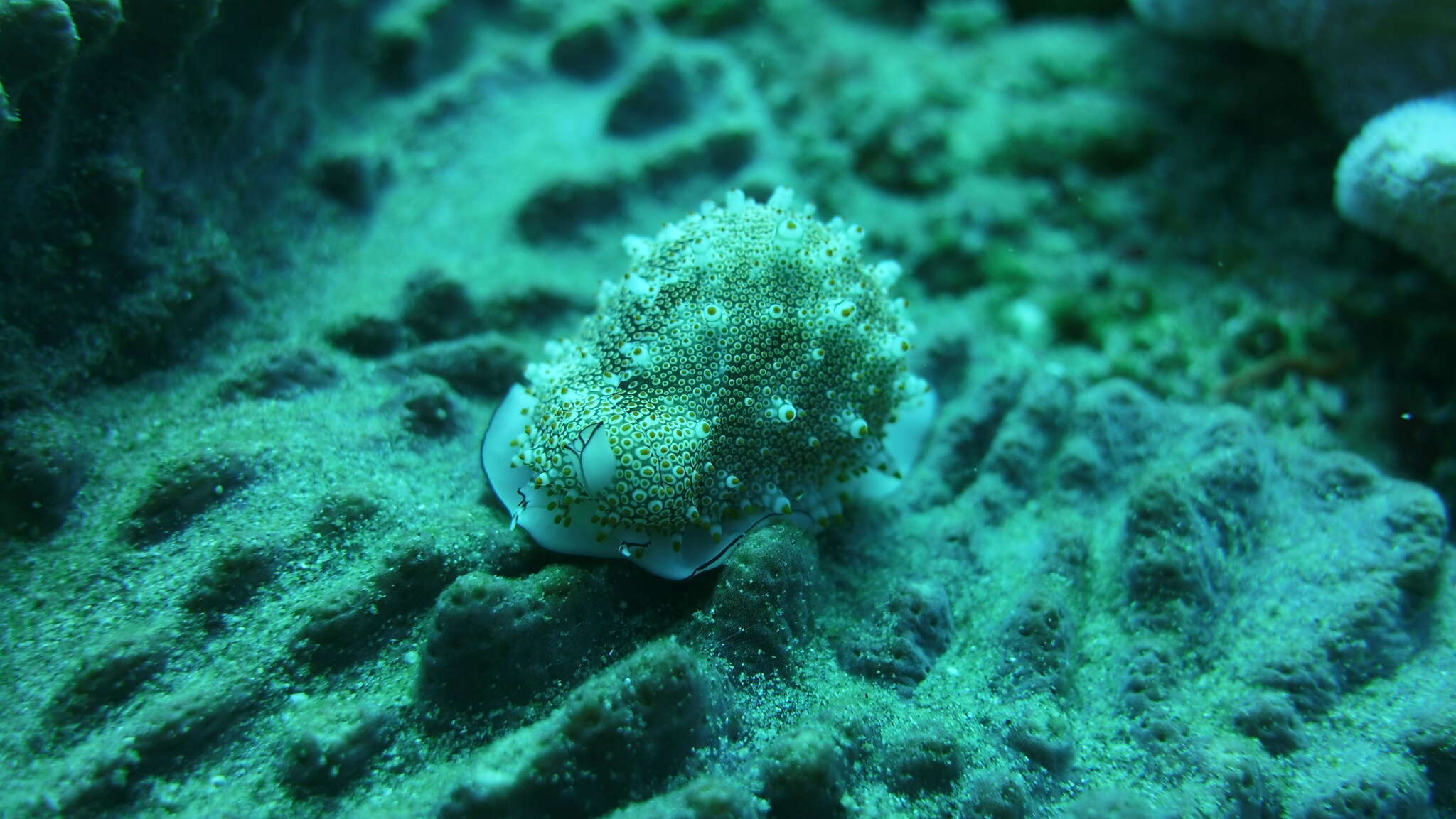 Image of Costellate egg cowrie