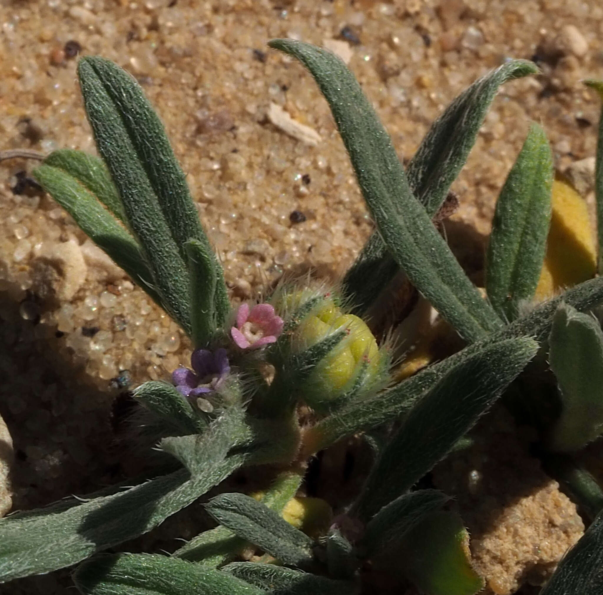 Image of Gastrocotyle hispida (Forsk.) Bunge