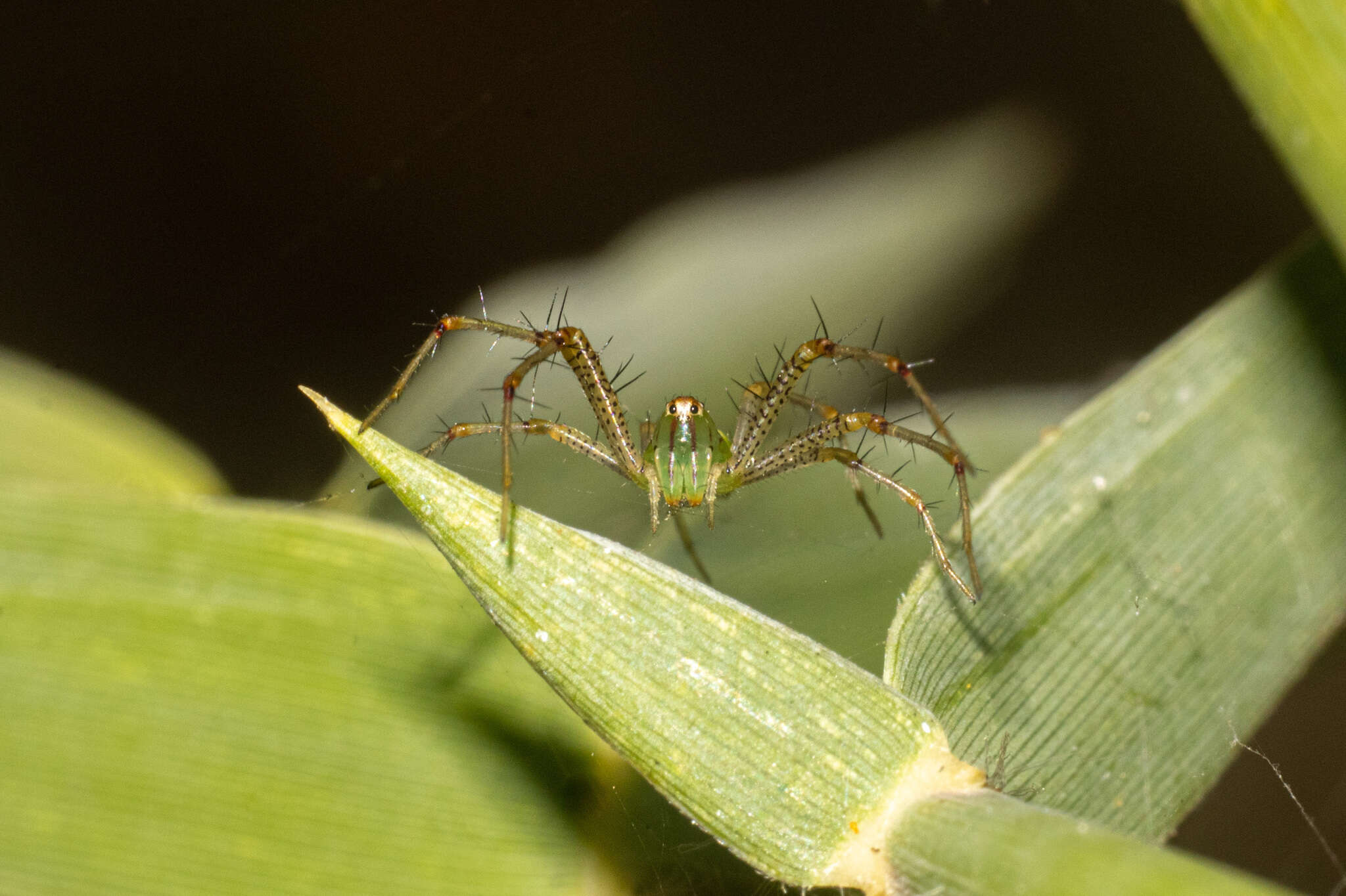 Image of Peucetia lucasi (Vinson 1863)