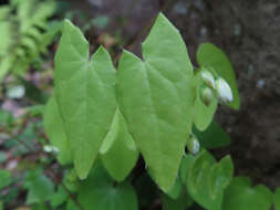Image of Epimedium diphyllum Lodd.