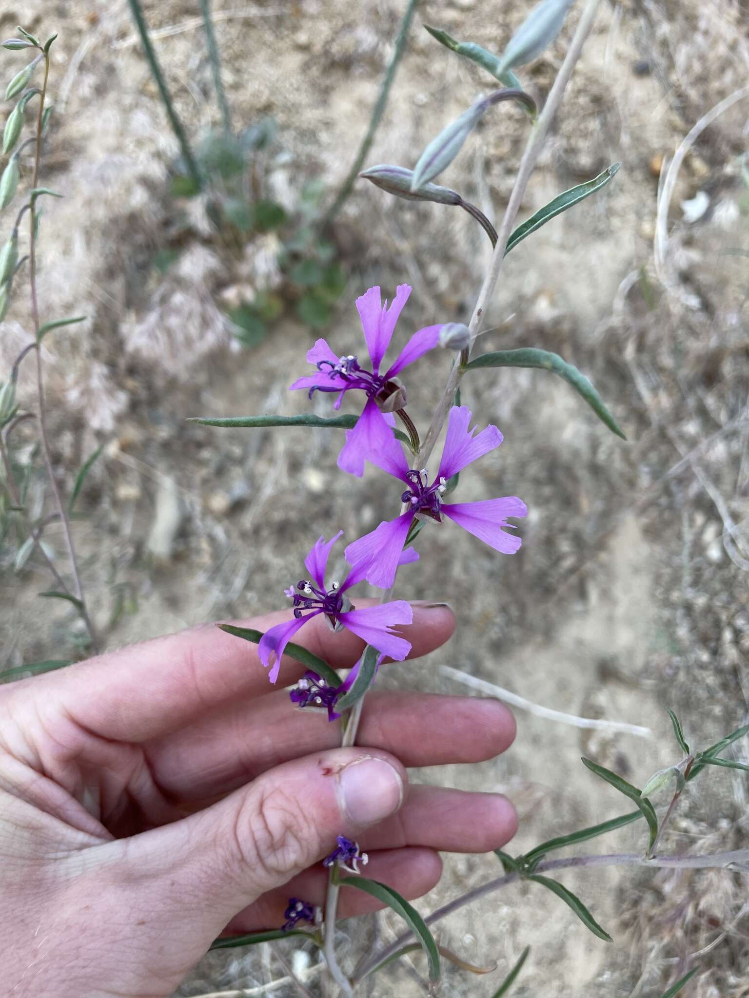 Image of gunsight clarkia