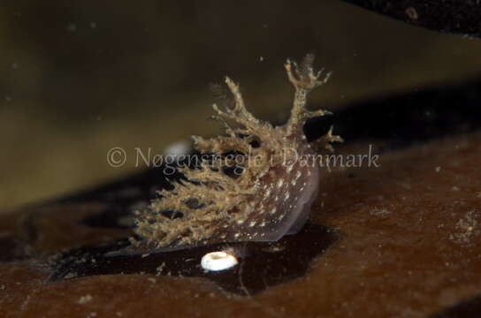 Image of bushy-backed nudibranch