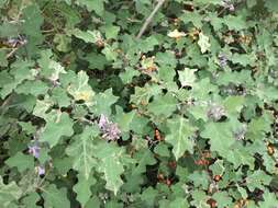 Image of Solanum violaceum Ortega