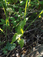 Imagem de Epipactis bugacensis subsp. rhodanensis (Gévaudan & Robatsch) Wucherpf.