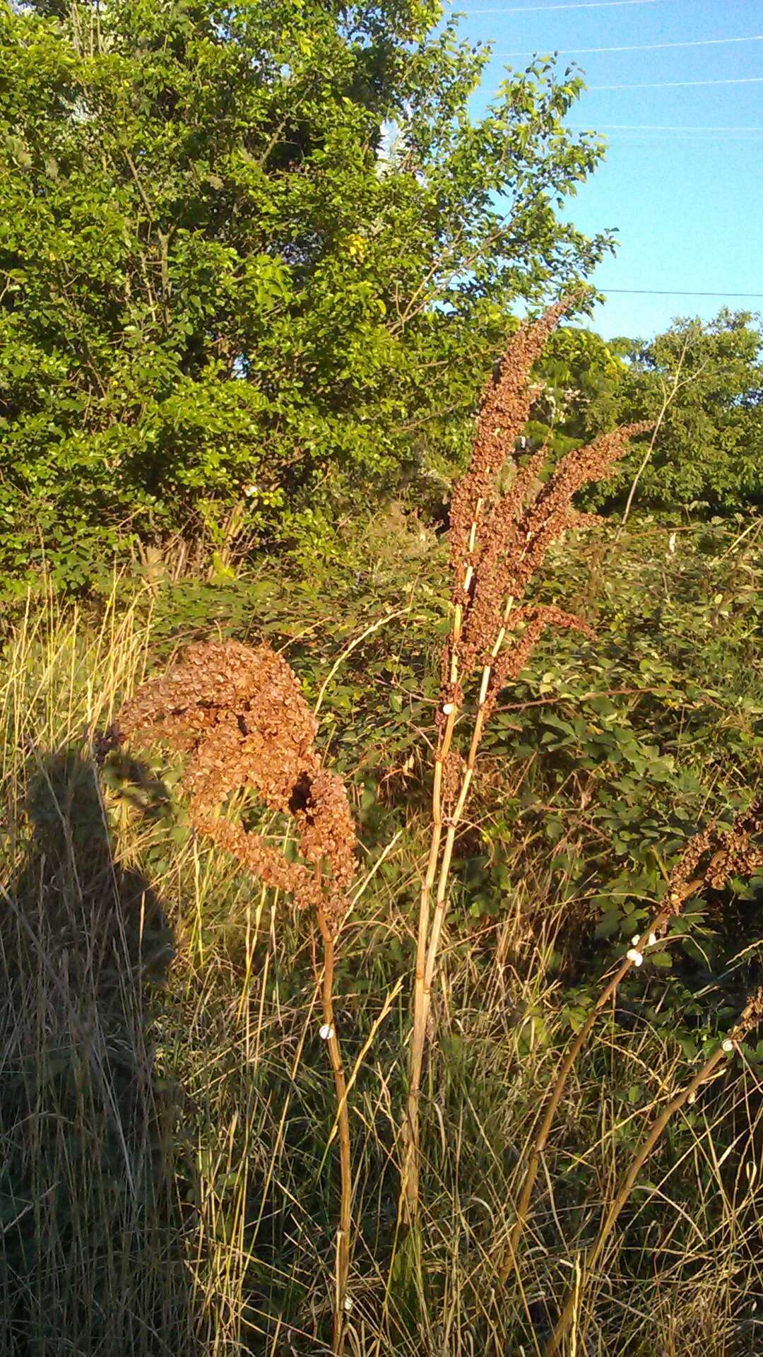 Image of Rumex patientia subsp. orientalis Danser