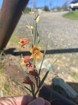 Image of Butte County fritillary